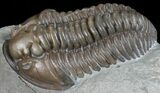 Flexicalymene Trilobite - Ohio #57858-3